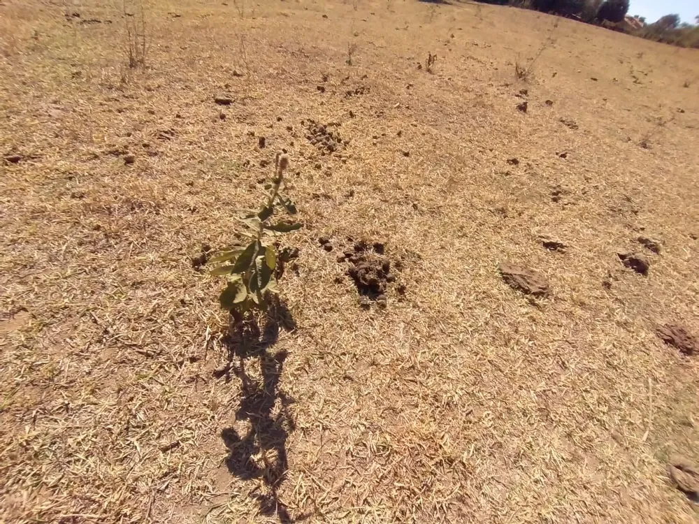 Loteamento e Condomínio, 2 hectares - Foto 11