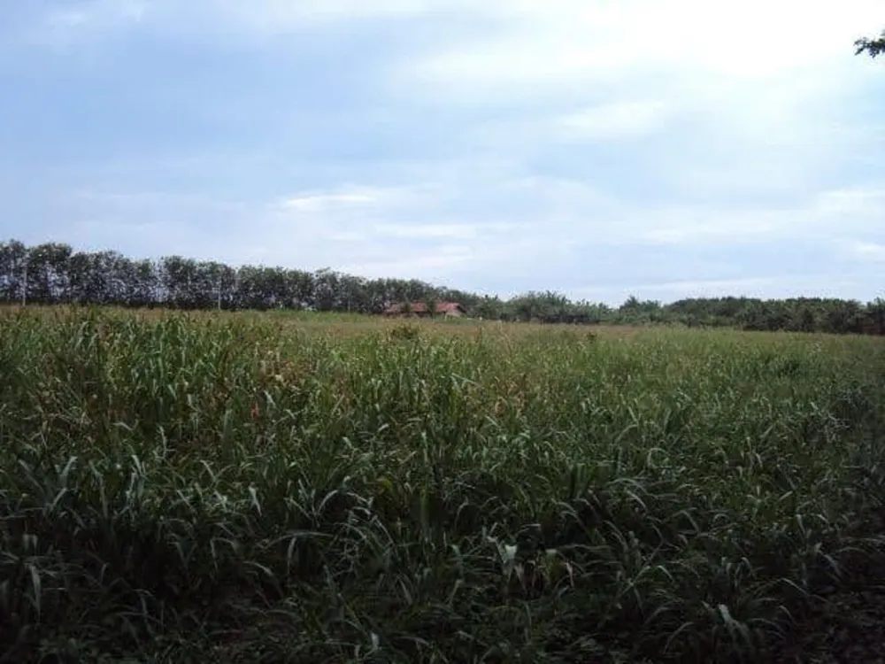 Sítio, 3 quartos, 5 hectares - Foto 3