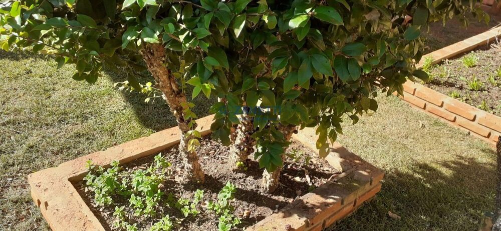 Casa, 3 quartos, 400 m² - Foto 3