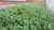 Terreno, 250 m² - Foto 1