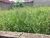 Terreno, 300 m² - Foto 2