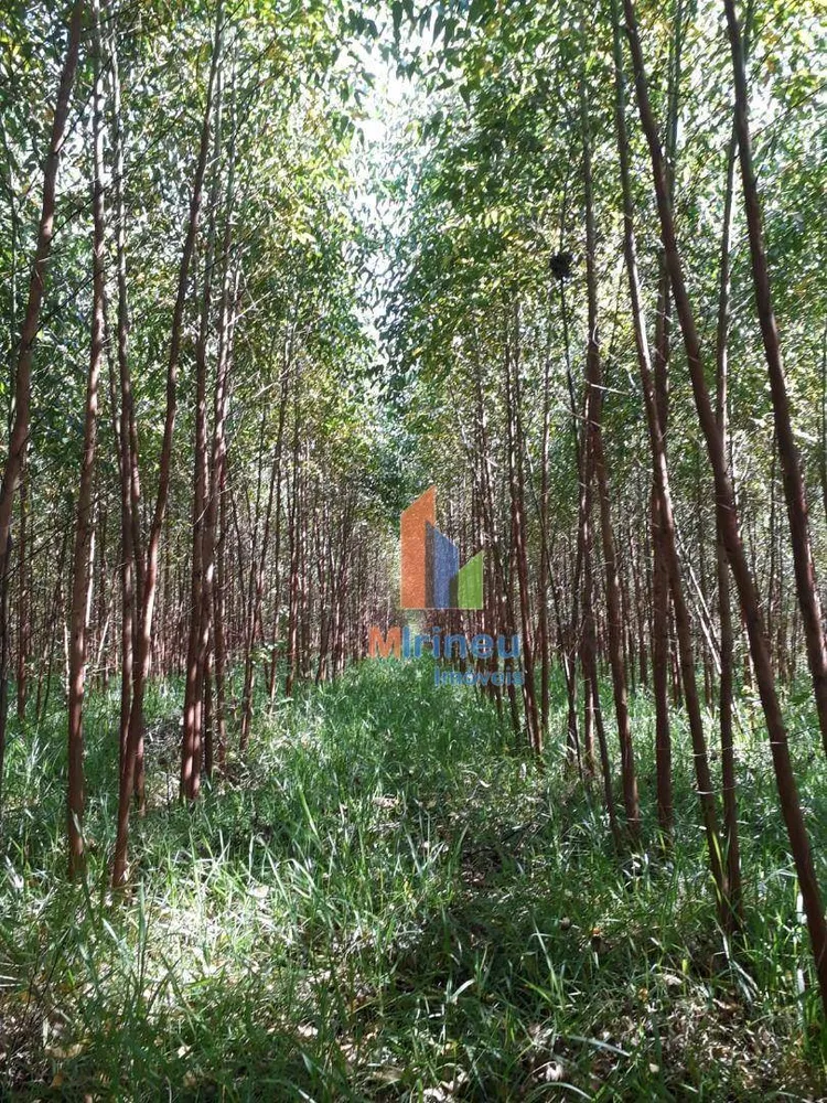 Sítio, 6 hectares - Foto 11