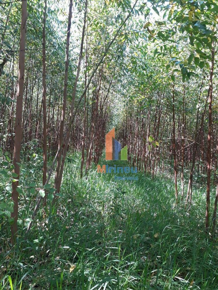 Sítio, 6 hectares - Foto 4