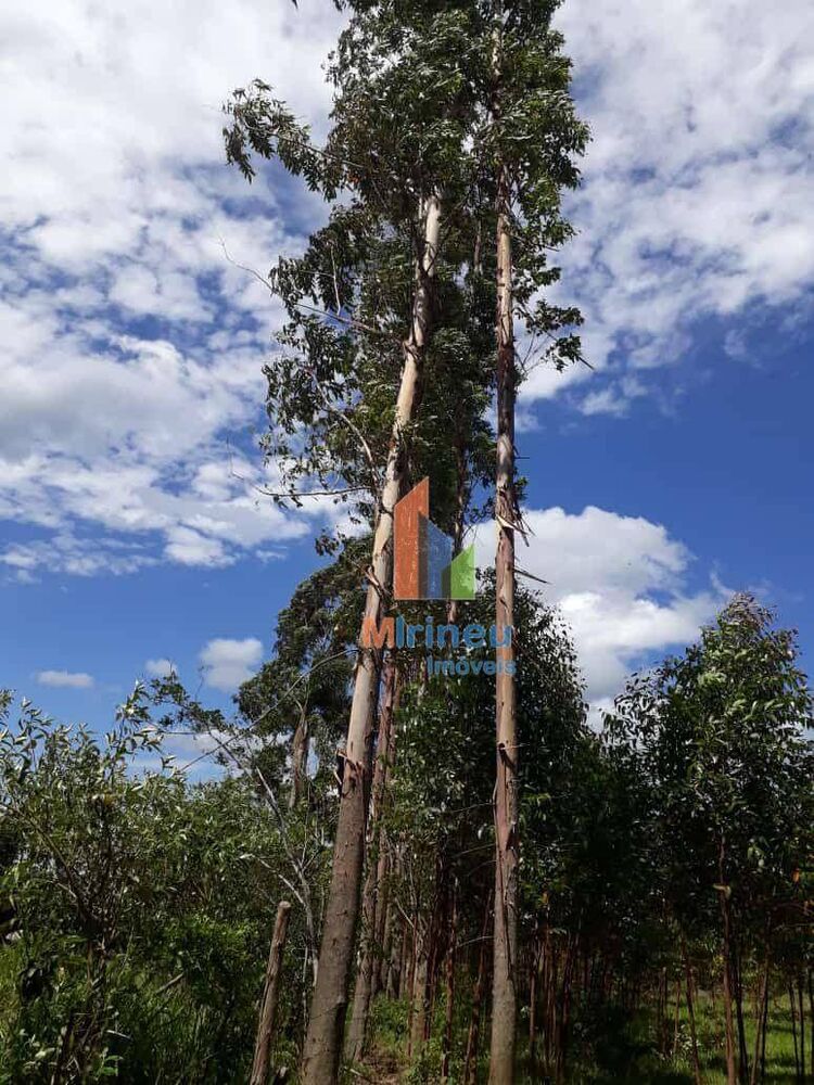 Sítio, 6 hectares - Foto 2