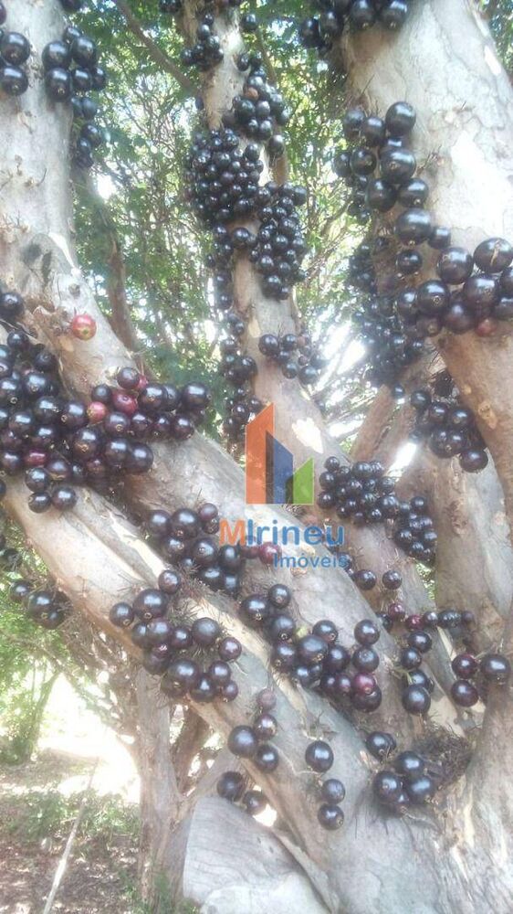 Chácara, 1 quarto, 3000 m² - Foto 8