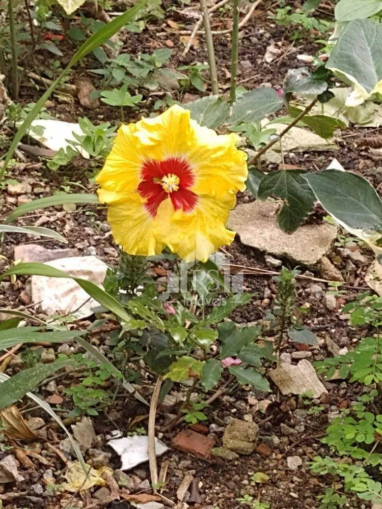 Casa, 3 quartos, 120 m² - Foto 6