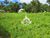 Terreno, 1000 m² - Foto 1