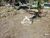 Terreno, 750 m² - Foto 5