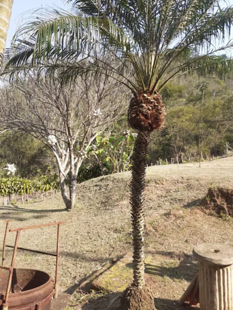 Sítio, 1 quarto, 4350 m² - Foto 12