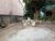 Loteamento e Condomínio, 348 m² - Foto 3