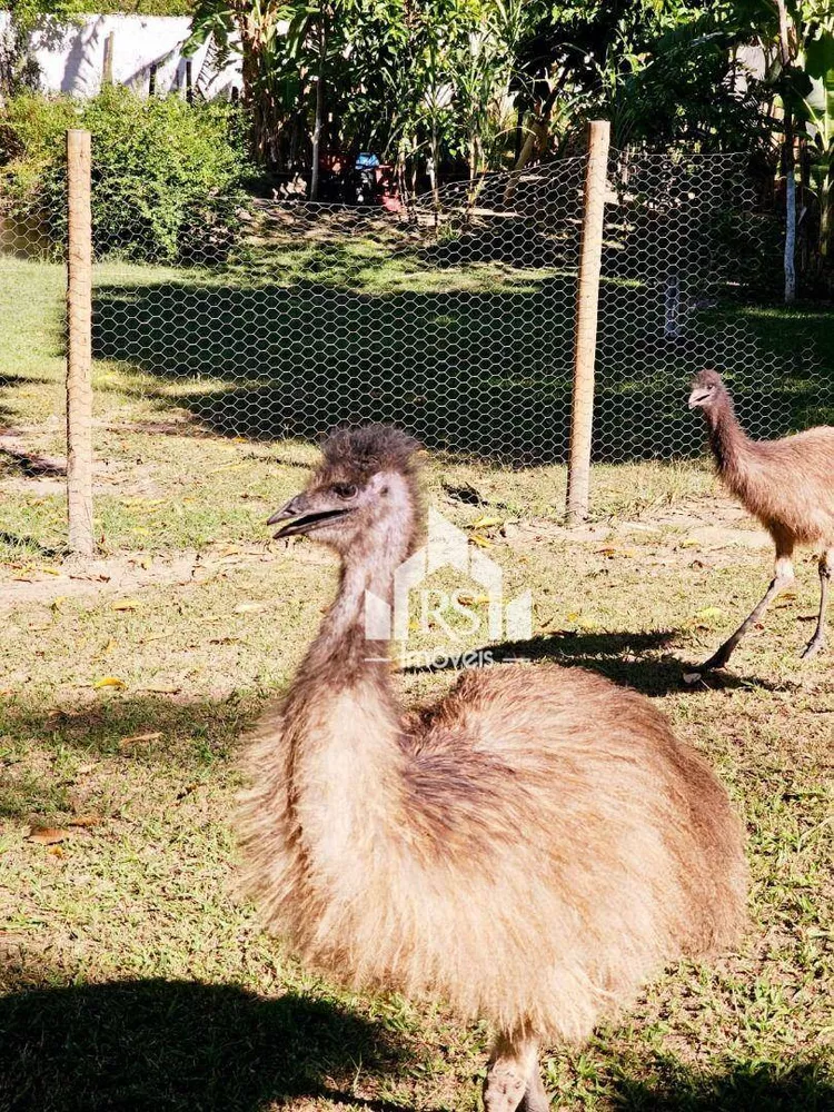 Sítio, 4 quartos, 10000 m² - Foto 34