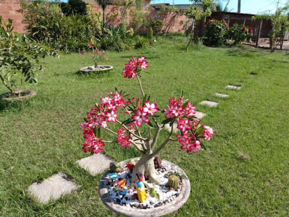 Chácara, 3 quartos, 4 m² - Foto 7