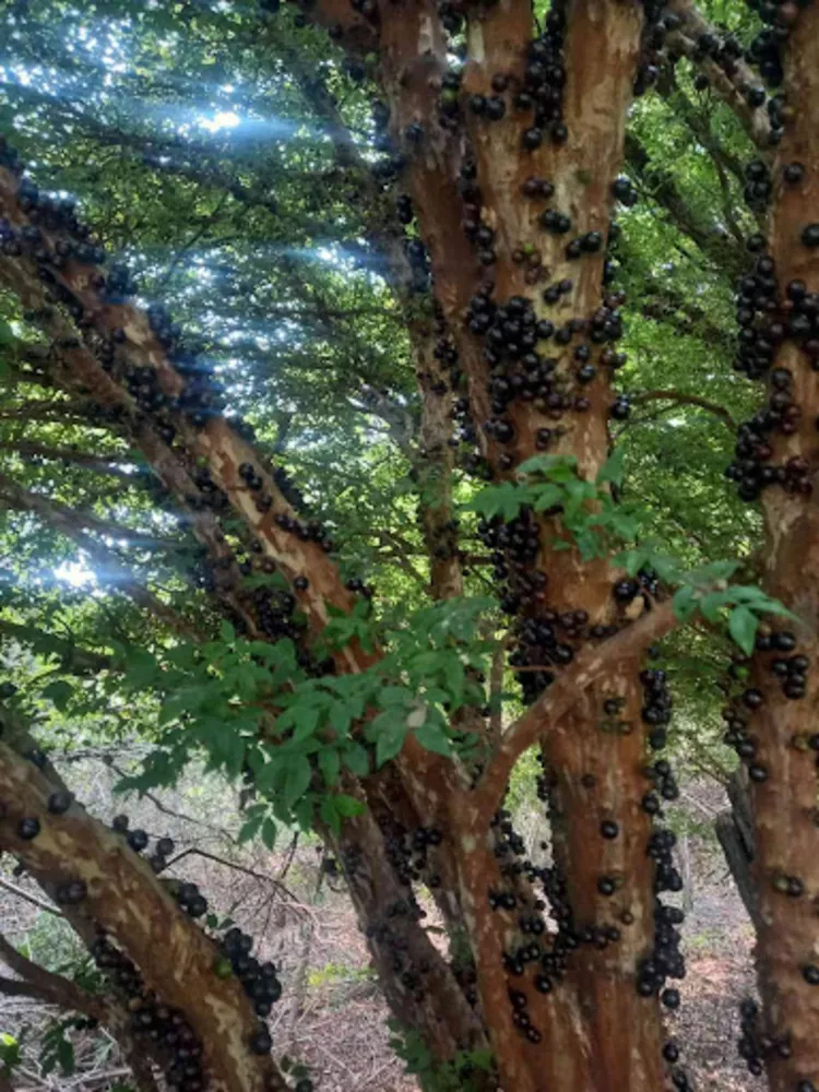 Sítio, 2 quartos, 80 m² - Foto 16