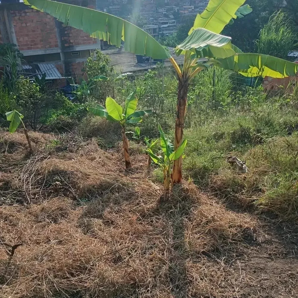 Terreno, 525 m² - Foto 6
