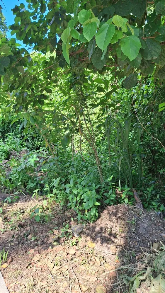 Terreno, 2000 m² - Foto 4