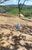 Terreno, 1 hectares - Foto 1