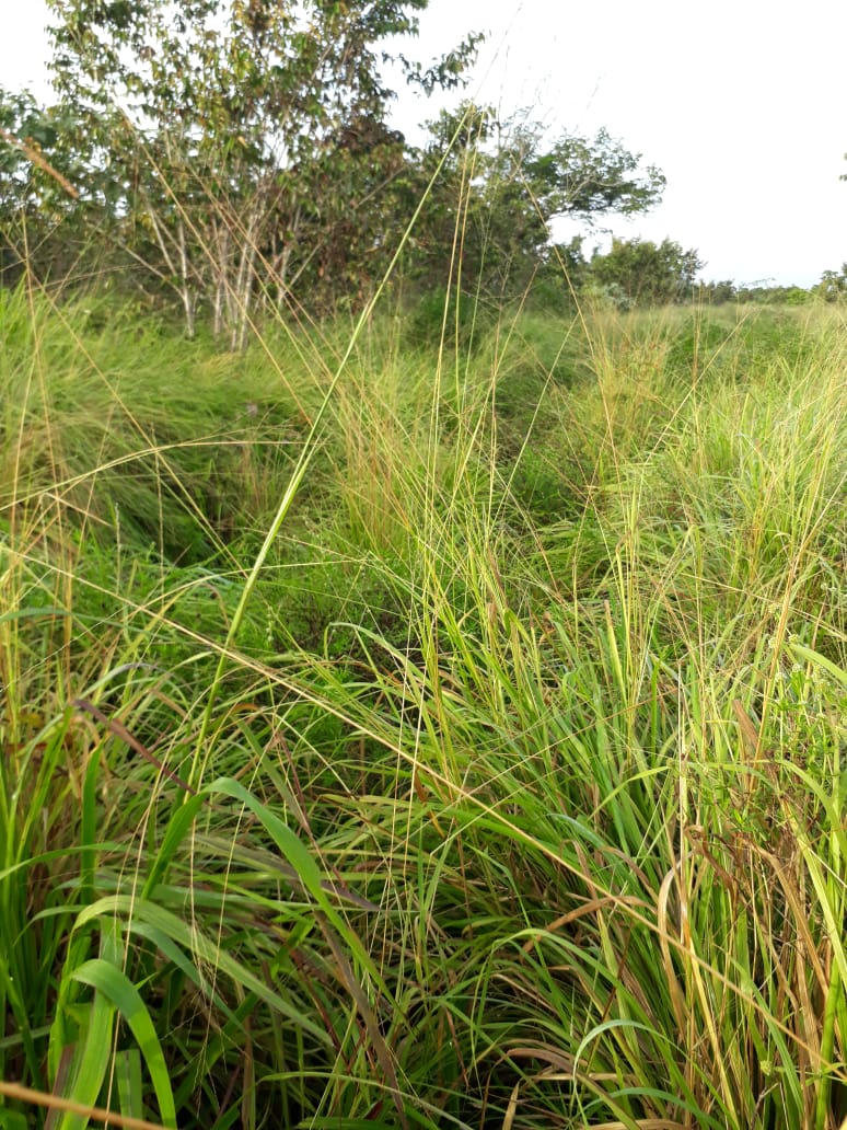 Fazenda à venda - Foto 22