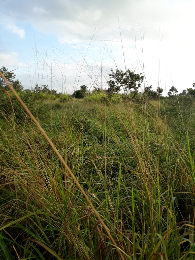 Fazenda à venda - Foto 2