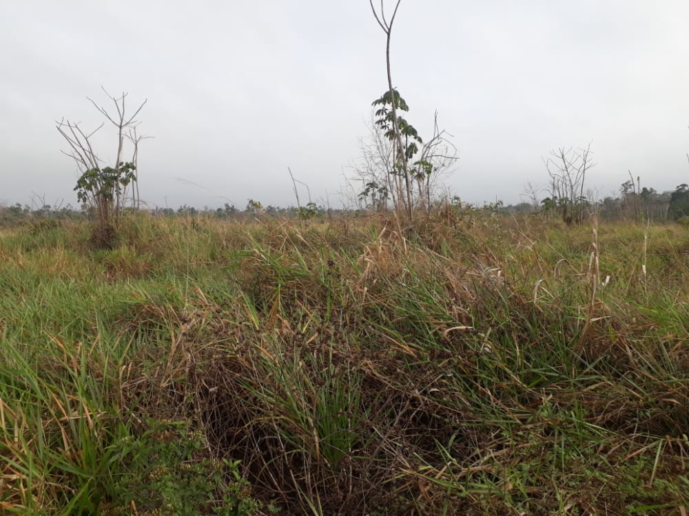 Fazenda à venda - Foto 11