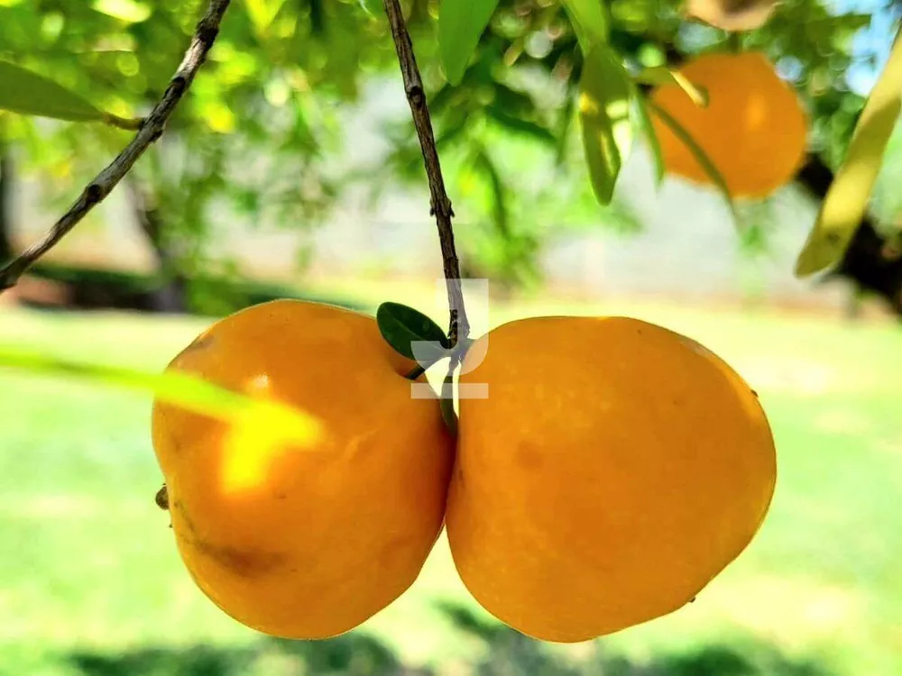 Chácara, 3 quartos - Foto 12