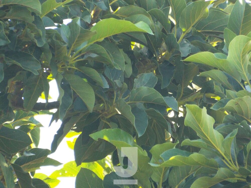 Chácara, 3 quartos - Foto 9