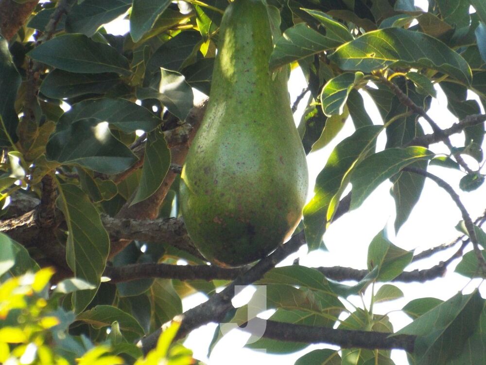 Chácara, 3 quartos - Foto 11