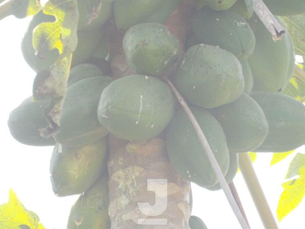 Chácara, 3 quartos - Foto 5