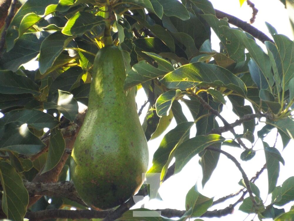 Chácara, 3 quartos - Foto 10