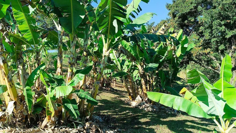 Terreno, 2 hectares - Foto 17