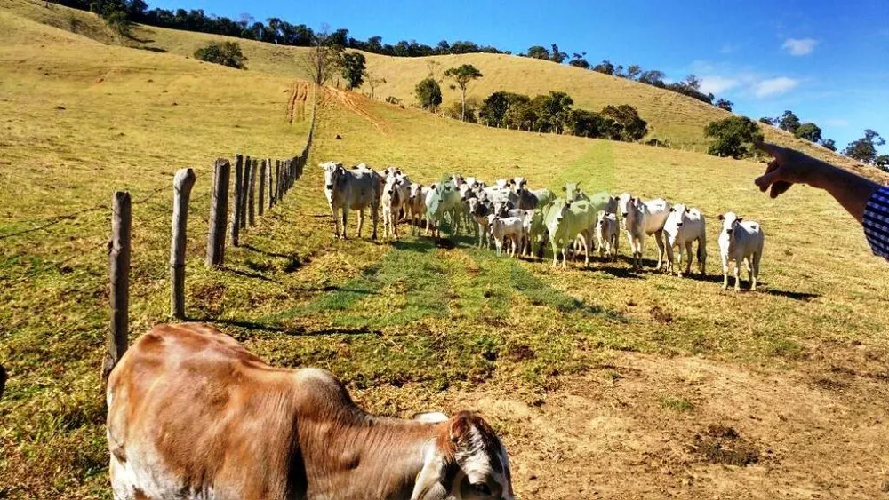 Fazenda, 242 hectares - Foto 10