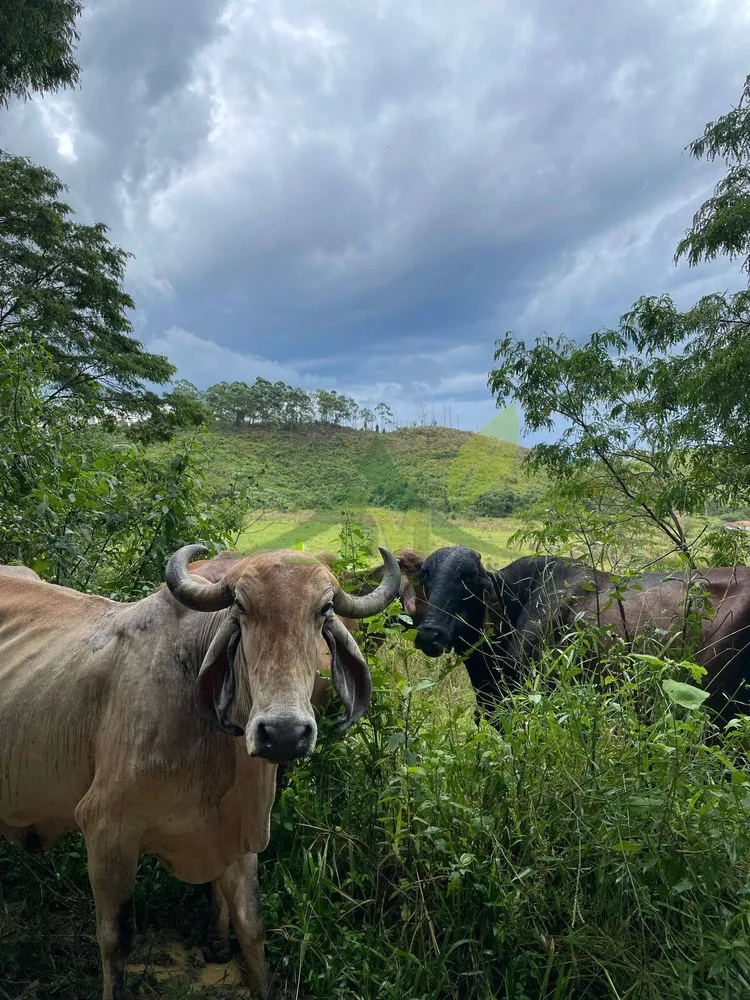 Fazenda, 436 hectares - Foto 31