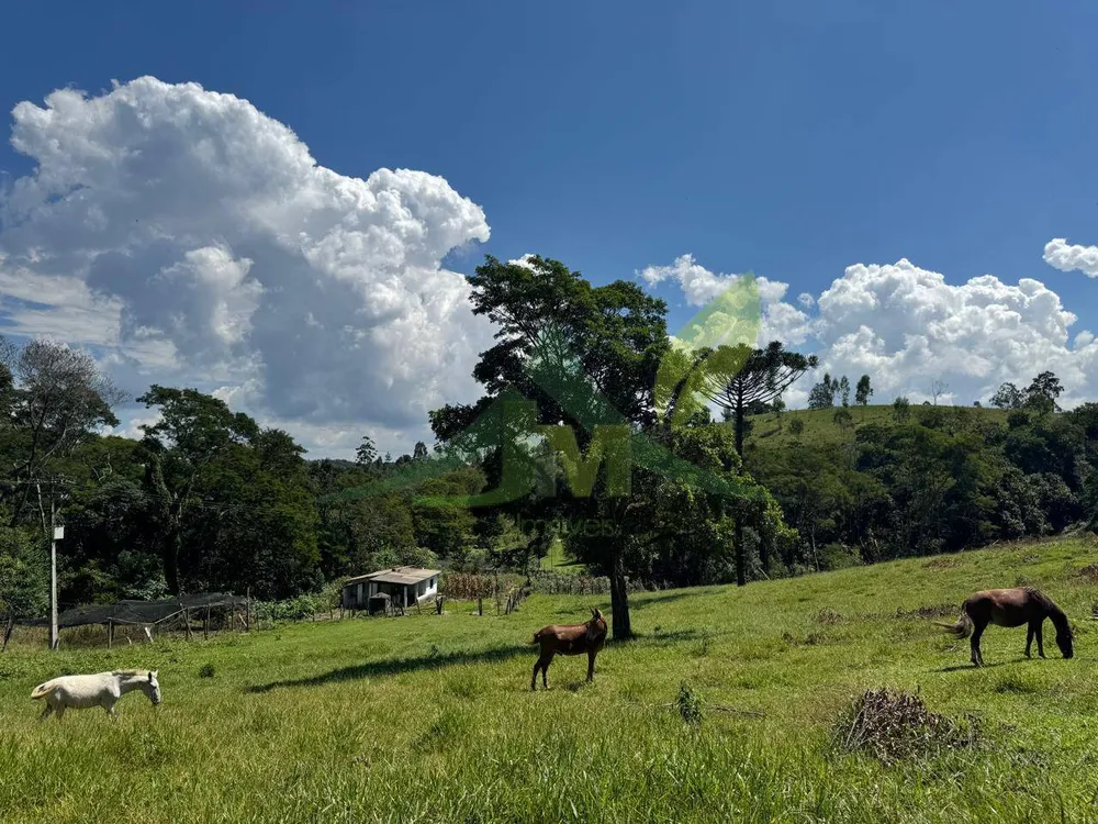 Sítio, 4 quartos, 53 hectares - Foto 12