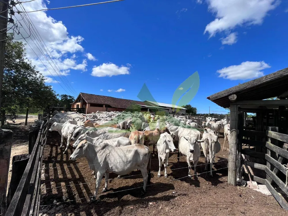 Fazenda, 126 hectares - Foto 18
