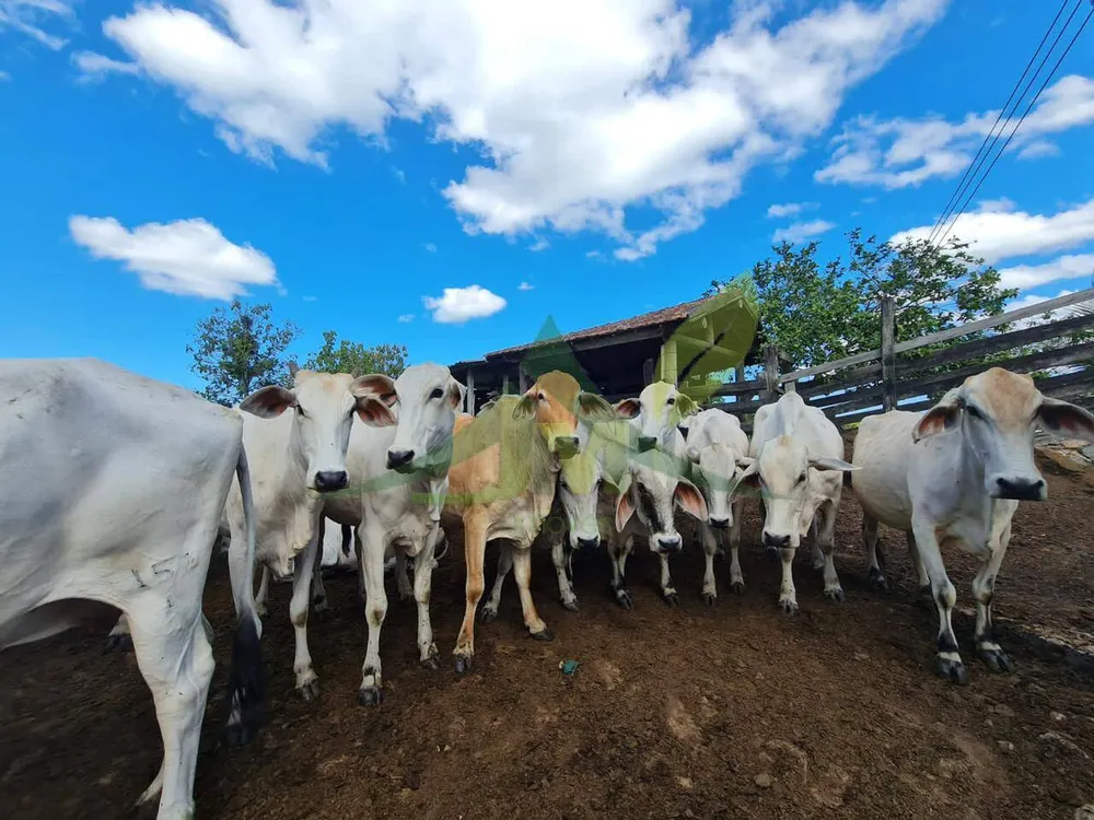 Fazenda, 126 hectares - Foto 4