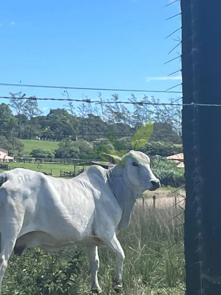 Fazenda, 126 hectares - Foto 2