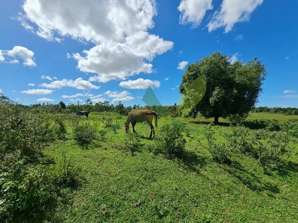 Fazenda, 126 hectares - Foto 10