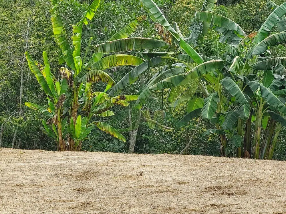 Terreno, 5300 m² - Foto 3