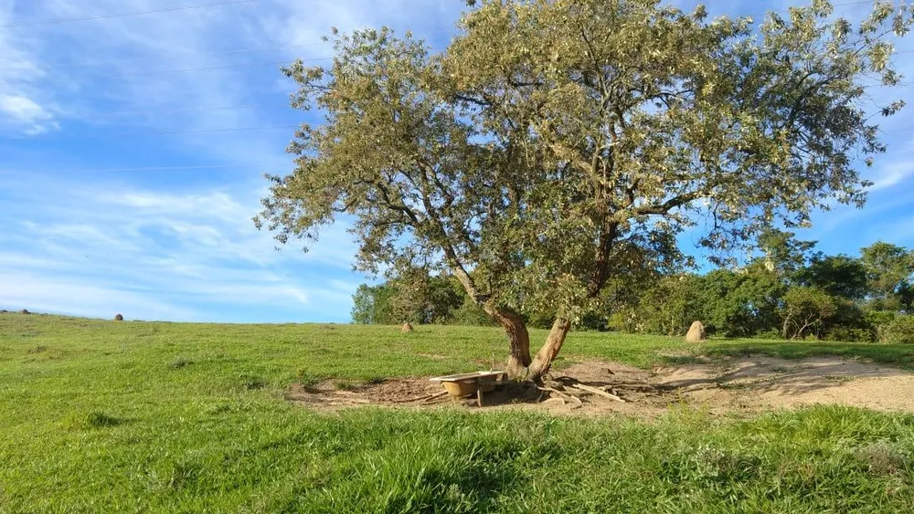Sítio - Foto 1