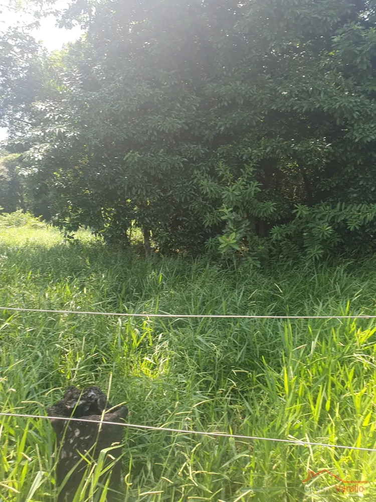 Terreno, 3 hectares - Foto 3