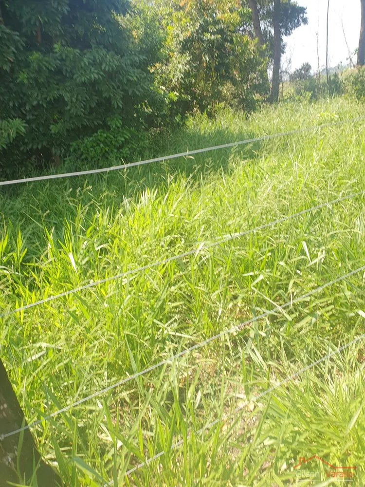 Terreno, 3 hectares - Foto 2