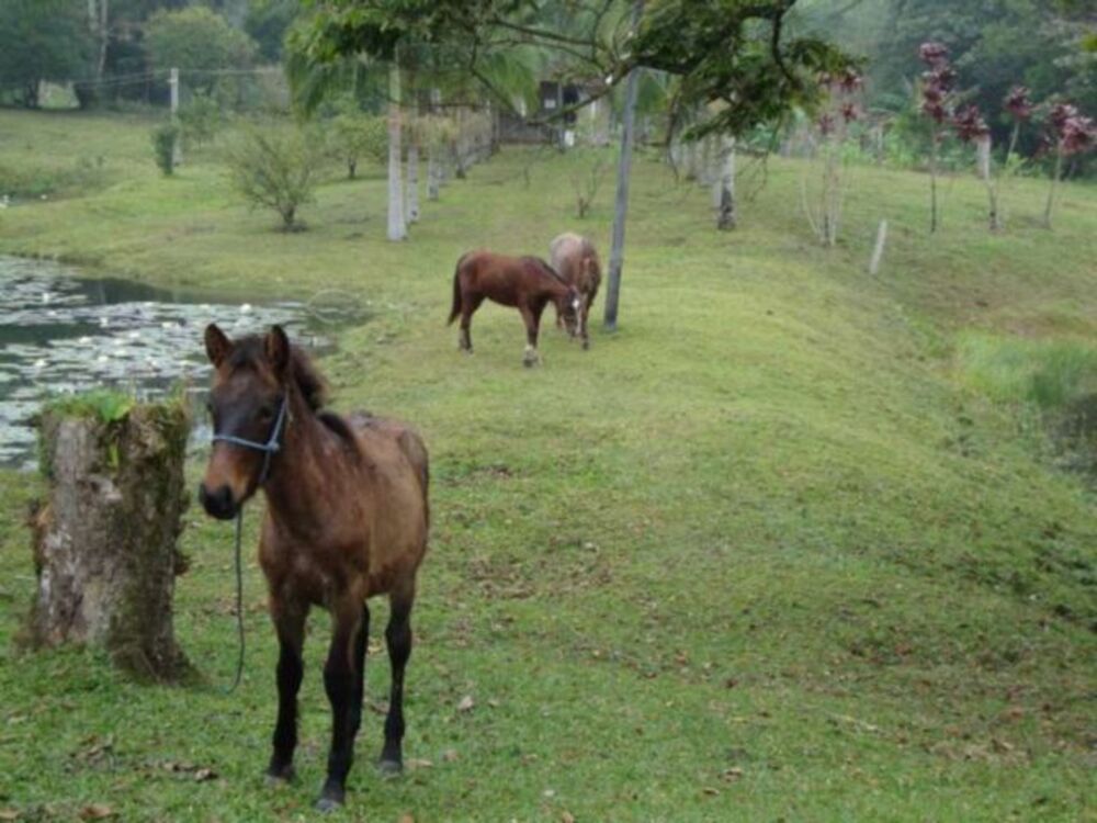 Sítio, 12 hectares - Foto 5