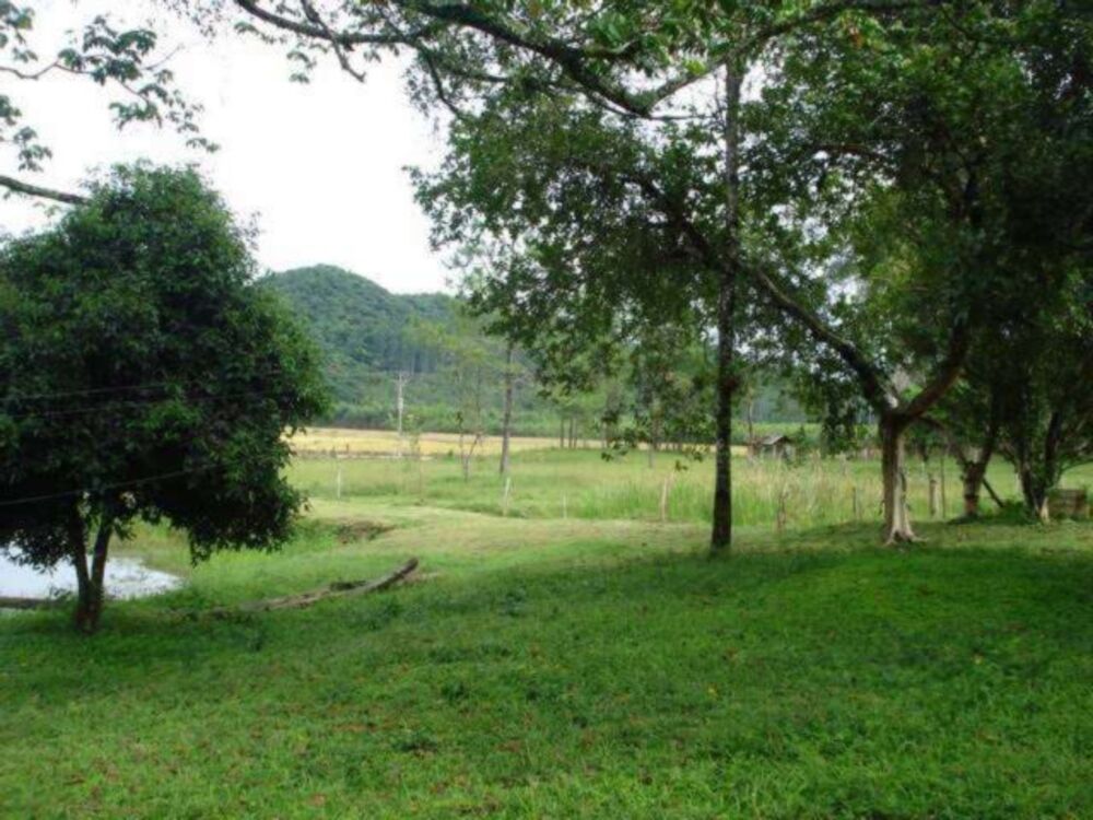 Sítio, 12 hectares - Foto 4