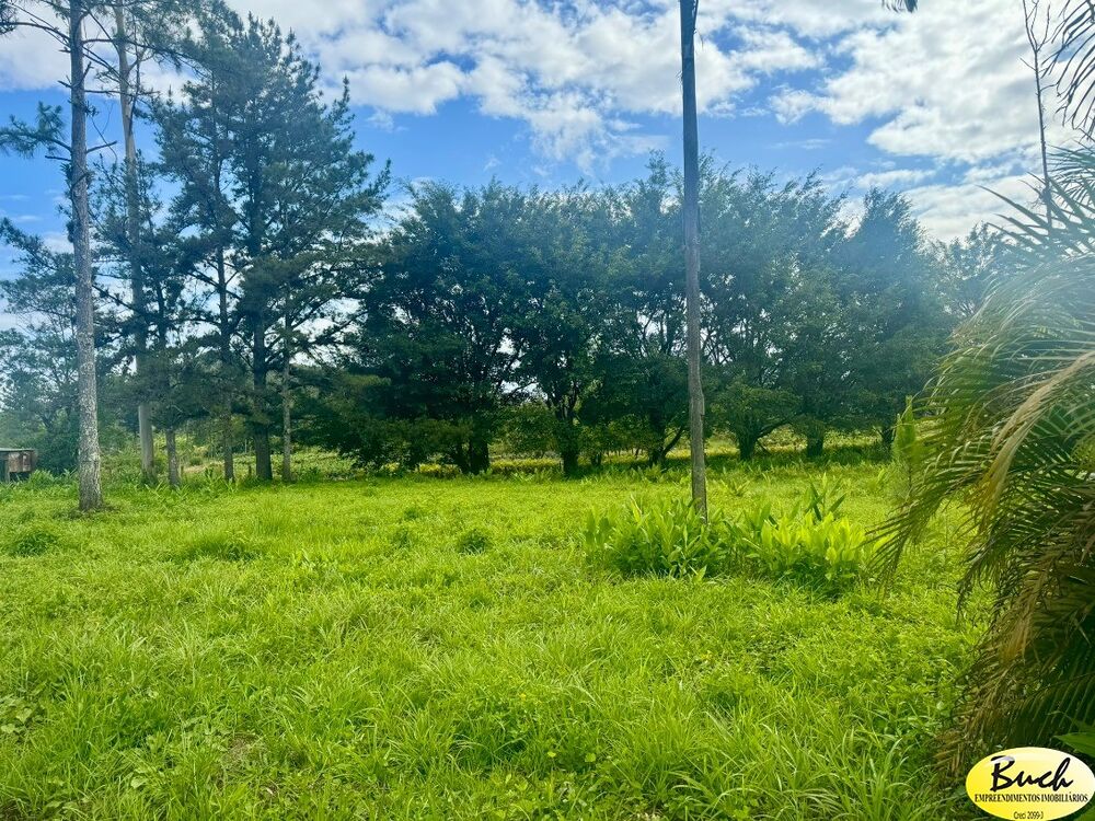 Sítio, 12 hectares - Foto 6