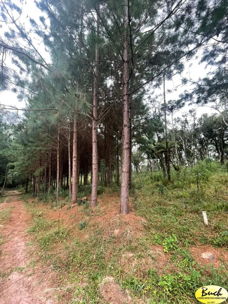 Terreno, 3 hectares - Foto 3
