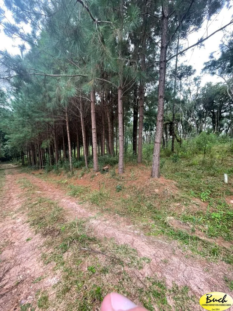 Terreno, 3 hectares - Foto 4