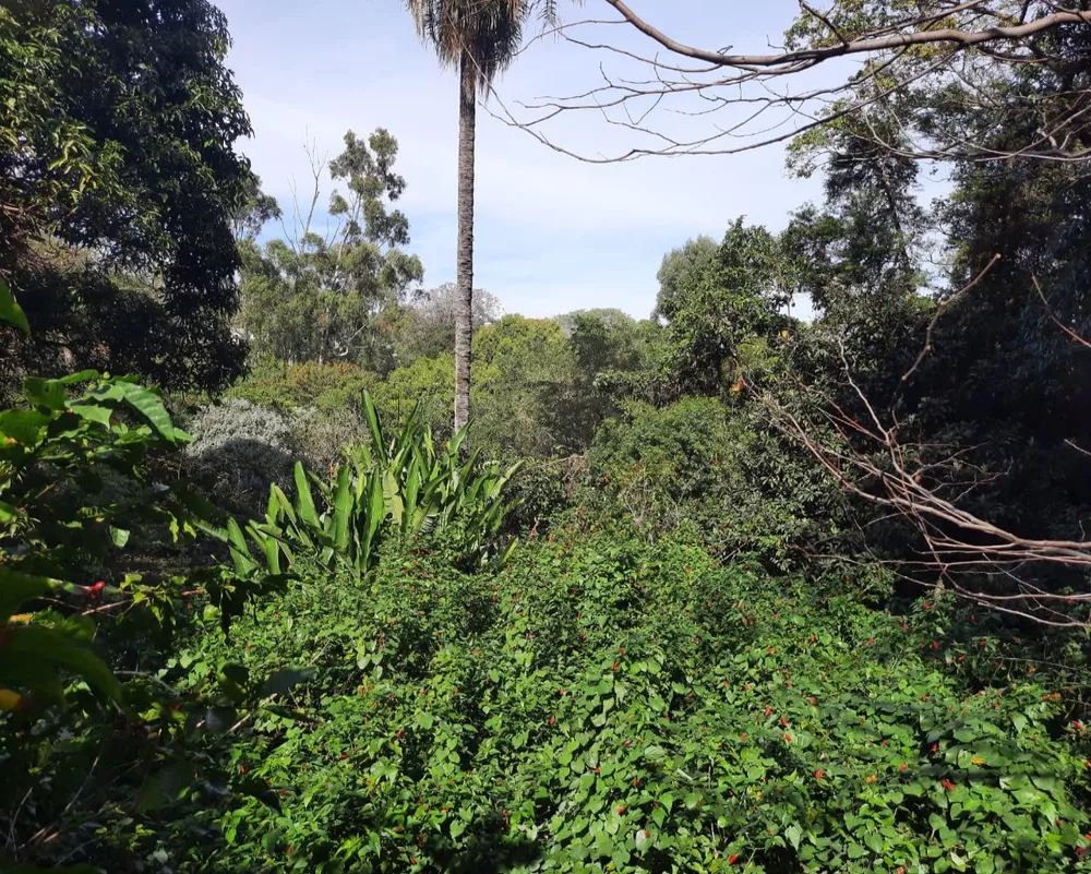 Chácara, 5 quartos, 5625 m² - Foto 36