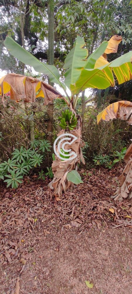 Chácara, 4 quartos, 2020 m² - Foto 27