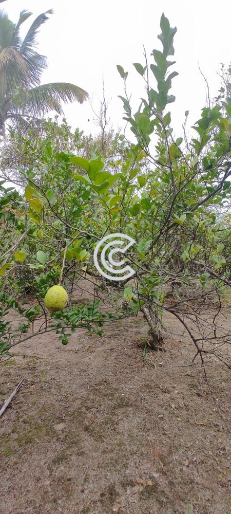 Chácara, 4 quartos, 2020 m² - Foto 36