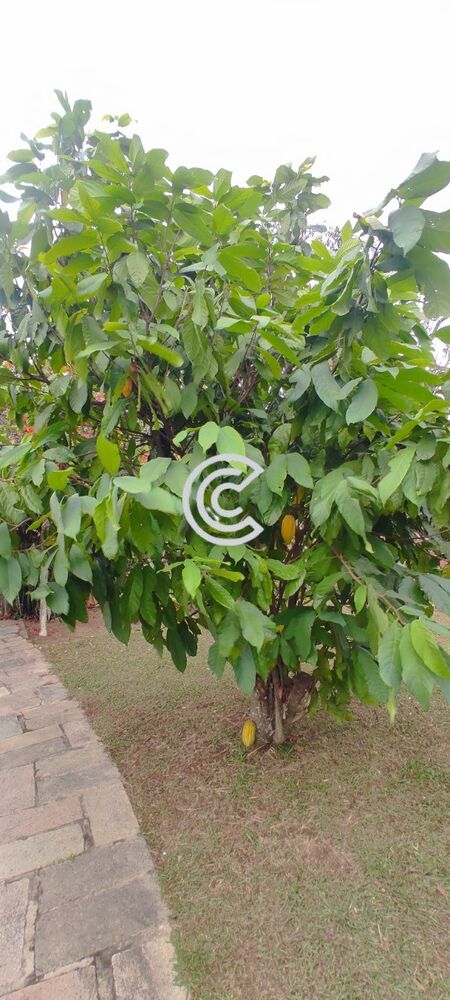 Chácara, 4 quartos, 2020 m² - Foto 17