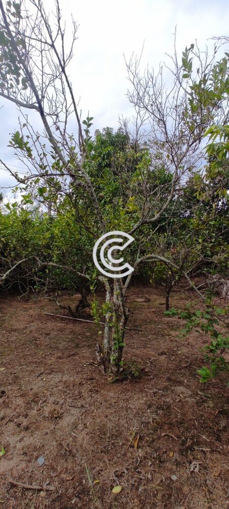 Chácara, 4 quartos, 2020 m² - Foto 32